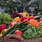 مزرعة نضال دياب حسن حناوي للخضراوات