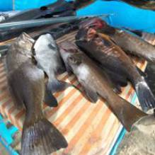 سوق غزة لأسماك صيد المسدس البحرى