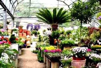 شركة ايفر جرين ديزرت للازهار والنباتات