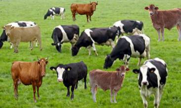 مزارع ابوالرائد لتجارة وتسويق الاغنام والابقار