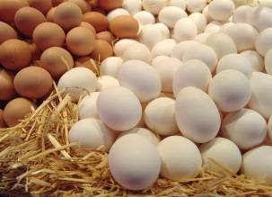مؤيد الشيخ لتجارة البيض