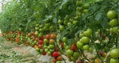 مزرعة انور  أحمد حسن  زبيدات للخضراوات