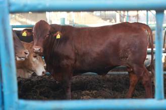 مزرعة الجنوب لتربية المواشي والأبقار