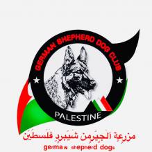مزرعة الجيرمن شيبرد فلسطين German Shepherd dogs