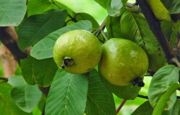قلقيلية تتهيأ لموسم الجوافة ب 100 الف شجرة