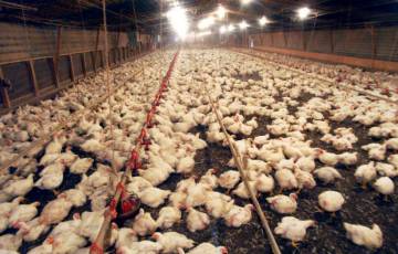 الزراعة: نفوق نحو 40 ألف دجاجة بغزة بسبب موجة الحرّ