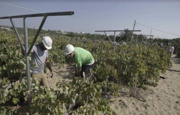 غزة: بدء رفع أشتال العنب على حوامل حديدية لـ 125 دونم