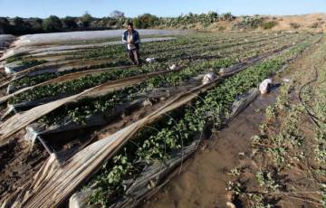 الزراعة بغزة تُوجه نصائح للمزارعين بشأن إعصار (الوحش المداري) 