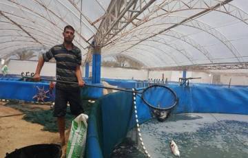 %15 من اسماك المزارع يتم بيعها في غزة