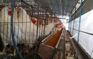  أسعار الدجاج في أسواق غزة اليوم الاربعاء
