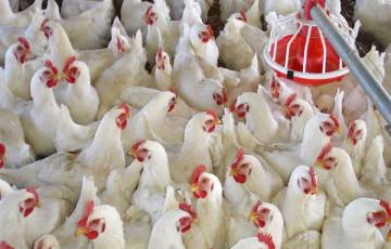 أسعار الدجاج في أسواق غزة اليوم الجمعة