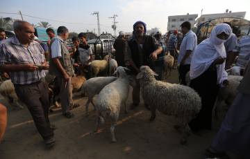 الزراعة تكشف تفاصيل تجهيزاتها لموسم الأضاحي في غزة
