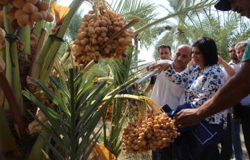 وزير الزراعة يطلق موسم قطف التمور في محافظة أريحا