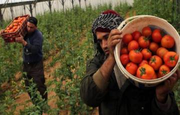 "الاقتصاد" بغزة: سنشهد الأيام المقبلة انخفاضاً بسعر الطماطم والعودة لوضعه الطبيعي 