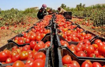 الزراعة بغزة: أسعار الطماطم بدأت بالانخفاض وهناك ثلاث سلع نعمل على استقرارها