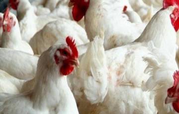 حماية المستهلك بغزة تكشف سبب ارتفاع اسعار الدجاج في الأسواق