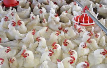 أسعار الدجاج اليوم السبت في غزة