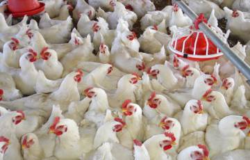 أسعار الدجاج اليوم الأربعاء في غزة