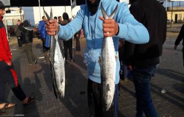 أسعار الأسماك الطازجة في أسواق غزة اليوم الخميس 13 فبراير