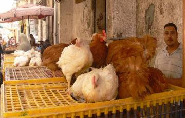 أسعار الدجاج والحبش اليوم الجمعة  في أسواق غزة المحلية 
