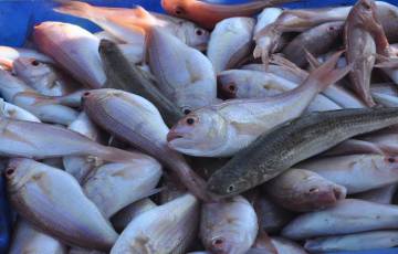 أسعار الأسماك الطازجة في أسواق غزة المحلية اليوم الجمعة