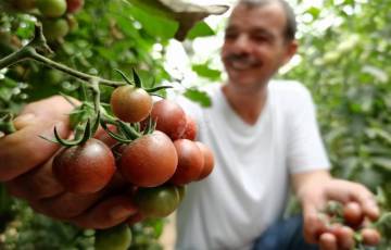 للمرة الأولى.. نجاح زراعة "الطماطم السوداء" في غزة