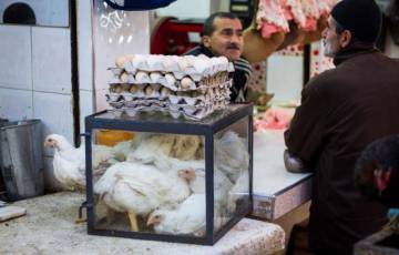 سعر كيلو الدجاج في أسواق غزة اليوم الجمعة - أسعار الدواجن