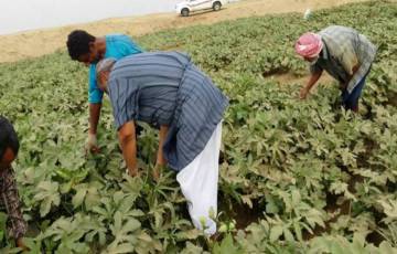 "نقابات العمال": 25 ألف مزارع بغزة تأثروا من كورونا
