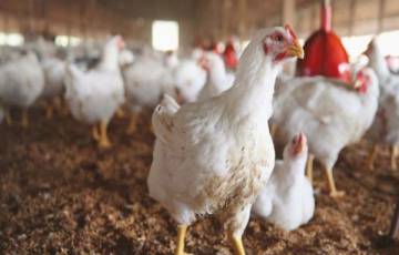 شاهد: الزراعة بغزة تتحدث عن نقص الدواجن بالقطاع وإدخال الدجاج المبرد   