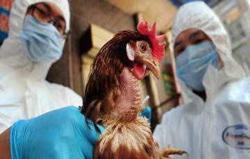 تحذير دولي من تفش سريع لإنفلونزا الطيور بآسيا وأوروبا