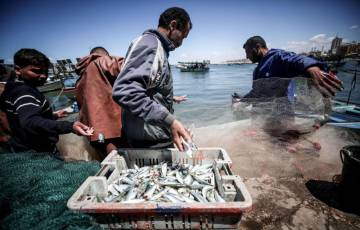 إنتاج غزة من الأسماك 3500 طن.. والسردين يأخذ الصدارة  