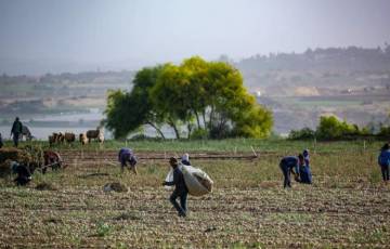 زراعة غزة: هناك تطمينات بتعويض المزارعين عن خسائر المنخفض الأخير والكوارث الطبيعية