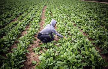 "زراعة غزة" تطلق نظاماً محوسباً لأذونات الاستيراد والتصدير