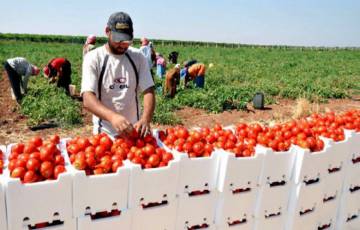 الاحتلال يحاصر "الطماطم" ونزع "عنقها" شرط تعجيزي لقبول تصديرها من غزة