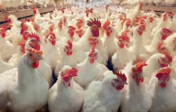 أسعار الخضار وكيلو الدجاج واللحوم في أسواق غزة اليوم السبت