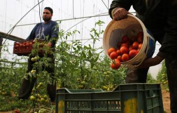 "الزراعة": 20 مليون دولار خسائر المزارعين جراء منع التسويق خارج غزة