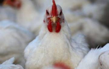 أسعار الخضار وكيلو الدجاج واللحوم في أسواق غزة اليوم الخميس