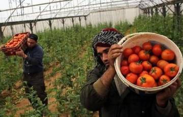 غزة تستأنف تسويق البندورة بالضفة والأسواق الخارجية