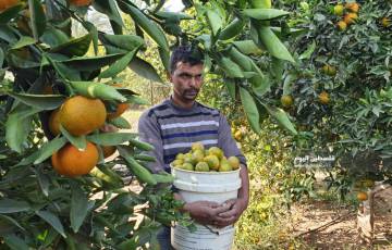 توقعات بإنتاج وفير من محصول الحمضيات في قطاع غزة و اكتفاء ذاتي بنسبة 80%