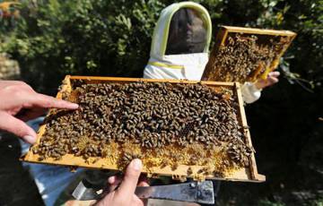 تغير المناخ.. حصار آخر يعاني منه قطاع تربية النحل في غزة
