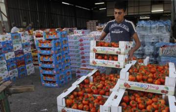الزراعة في غزة تقرر وقف تصدير الخضروات للخارج مؤقتًا