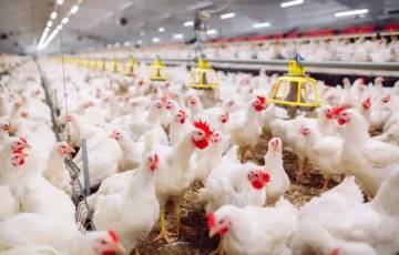 الزراعة برام الله: أسعار الدجاج ستستقر بعد الأسبوع الأول من شهر رمضان 2022