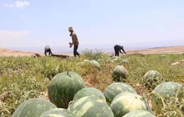 افتتاح موسم حصاد البطيخ في الأغوار