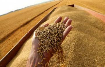 الهند تحظر تصدير القمح بعد موجة حر أضرت بالمحاصيل