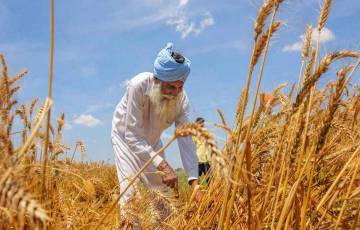 الولايات المتّحدة تناشد الهند العودة عن قرار حظر تصدير القمح