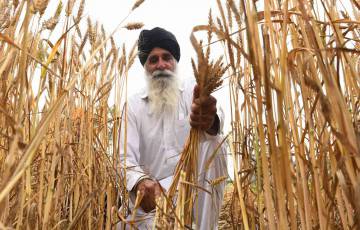 الحكومة الهندية تسمح بتصدير بعض كميات القمح بعد إعلان حظر التصدير