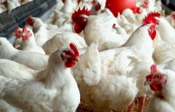 "الاقتصاد" بغزة تحدد سعر كيلو الدجاج في المزرعة للمربين والموزعين
