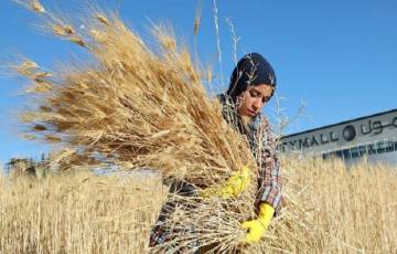 وزير الاقتصاد يكشف آخر مستجدات مشروع "صوامع القمح " في فلسطين