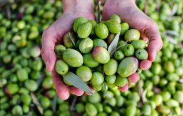 غزة: توقعات بإنتاج 5 آلاف طن من زيت الزيتون