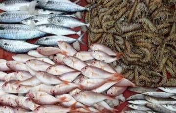 نقيب الصيادين يوضح تفاصيل استئناف تصدير الأسماك للضفة  